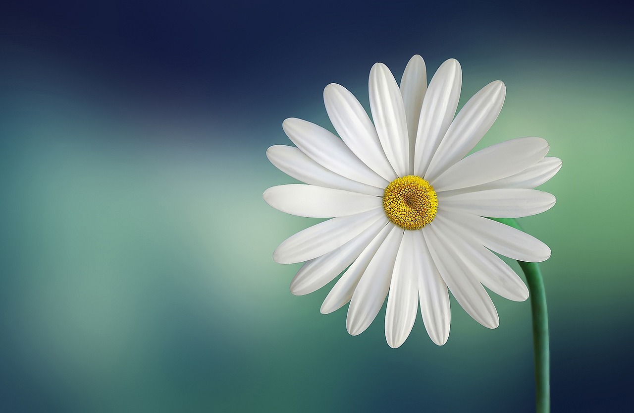 The standard Lorem Ipsum (12)